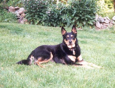heinz 57 puppy heinz 57 dogs breeds picture heinz 57 puppy heinz 57 dogs breeds picture