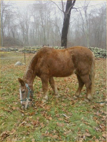 Tommy Grazing