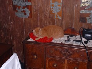 Clyde on the counter