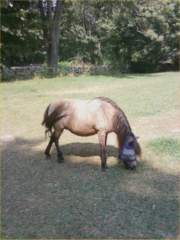 Inspector Grazing