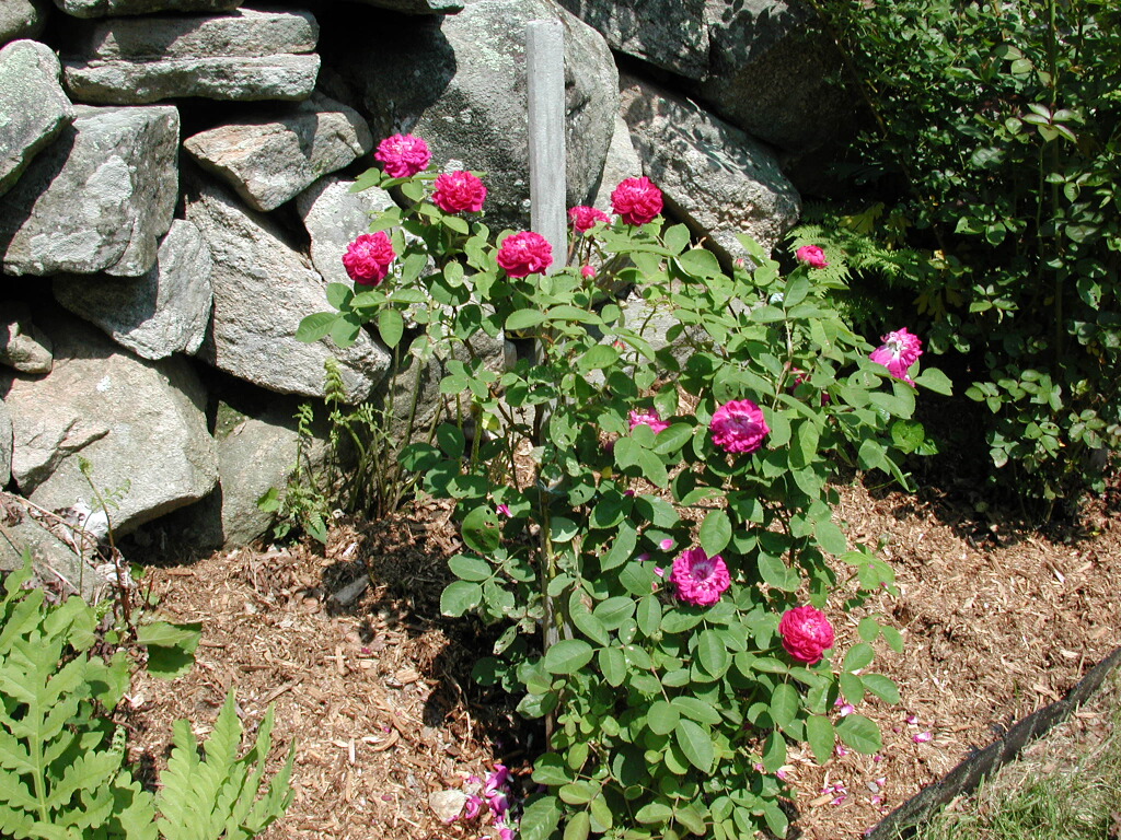 Roses in Bloom